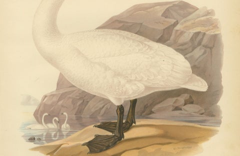 Antique Scandinavian Swan Lithograph, Cygnus Cygnus, Svenska Fåglar 1929, close-up 2