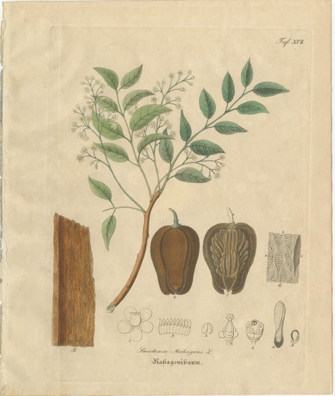 Antique Mahogany Botanical Print, Swietenia Mahagoni, c.1831, view 2