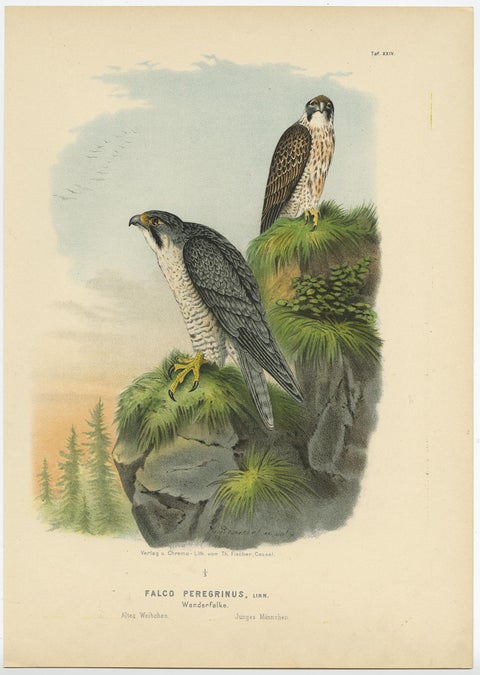 Falcons and Owls, Set of Three Antique Bird Prints, 19th Century c.1894, view 4