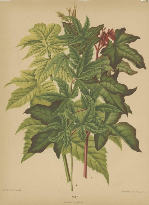 Antique Flower Print of the Acer Palmatum, 1879, close-up 1