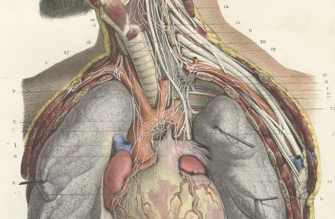 Cranial and Cervical Nerves to the Heart, Antique Hirschfeld Anatomy Print, 1866, view 4