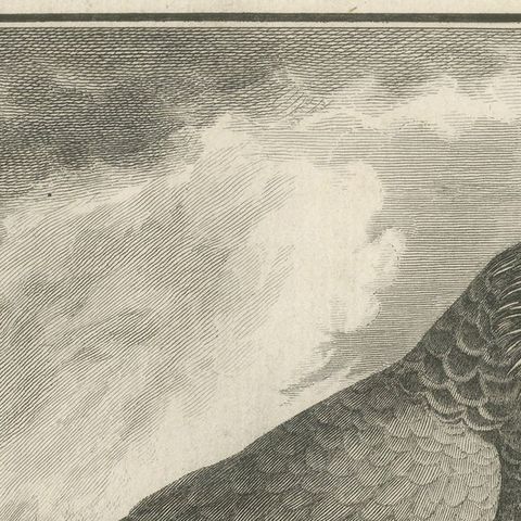 Original Antique Bird Engraving of a Gridded Parrot, close-up 1