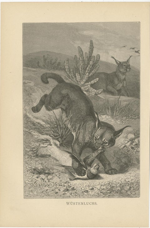 Set of 3 Antique Animal Prints, Mongoose, Lion, Caracal, by Brehm, 'c.1890', view 4