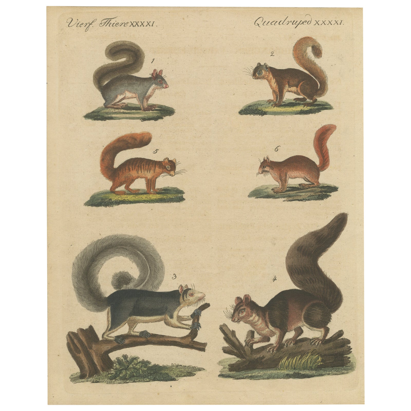 Antique Hand-Colored Engraving of Squirrels and Rodents, Quadrupeds - circa 1800