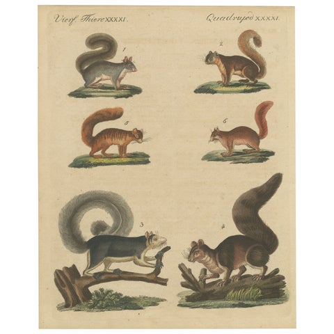 Antique Hand-Colored Engraving of Squirrels and Rodents, Quadrupeds - circa 1800