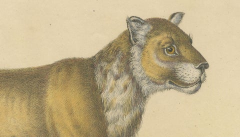 Lioness and Cub, Brodtmann Hand-Colored Natural History Lithograph, 1816, close-up 2