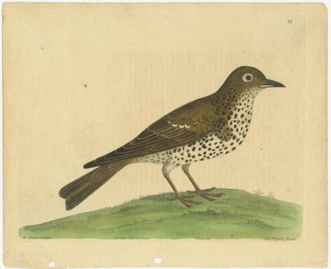 Antique Bird Print of a Mistle Thrush, circa 1731, view 2