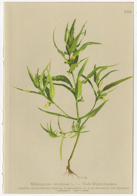 Alpine Foxglove & Wildflowers, Small Seizded Antique Botanical Print Set, 1897, view 4