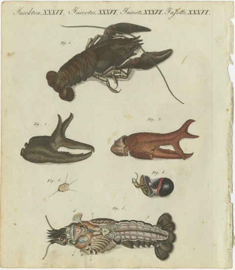 Fascinating Crustaceans and Marine Anatomy: Hand-Colored 19th-Century Engraving, view 2