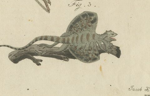 Monitor, Basilisk and Flying Dragon, Antique Bertuch Print, Vienna, circa 1805, close-up 2