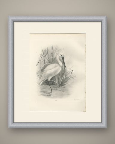 Spoonbill, Antique Bird Print after Lilian Medland, circa 1909, shown framed