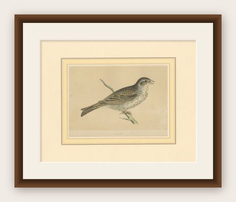 Antique Bird Print of a Bunting, shown framed