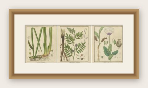 Sweet Flag, Russian Licorice, and Opium Poppy: Botanical Illustrations 1819, shown framed