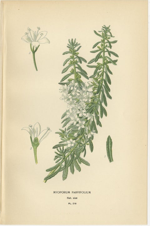 1897 Vibrant Botanical Prints, Libonia, Myoporum, Lantana, Vervain and Verbena, view 3