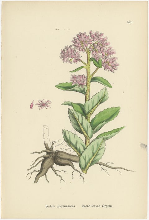 Botanical Engravings of Mossy Tillaea, Rose-root, and Broad-leaved Orpine, 1902, view 4