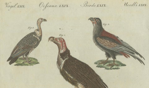 Majestic Scavengers: Hand-Colored Engraving of Vultures and Birds of Prey, 1805, close-up 4