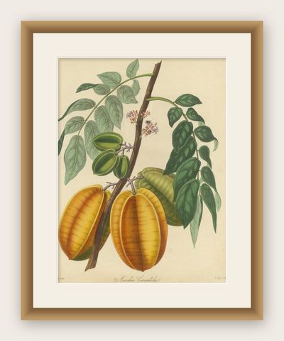 Original Antique Print of a Fruit named the Averrhoa Carambola, shown framed