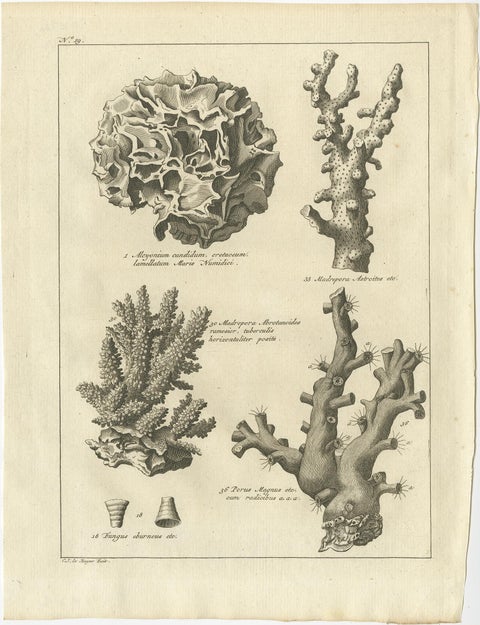 Decorative Antique Engraving of Stone Corals, 1773, view 2