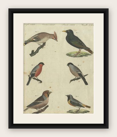 Elegant European Birds: 1805 Handcolored Engraving from Bertuch's Masterpiece, shown framed