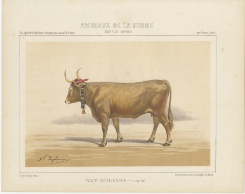 Béarnaise Cow with Bell Collar, French Cattle Chromolithograph, 1863, view 2