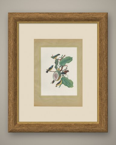 Tanagers and Euphonias on a Papaya, Brazilian Bird Print, Descourtilz, 1944, shown framed