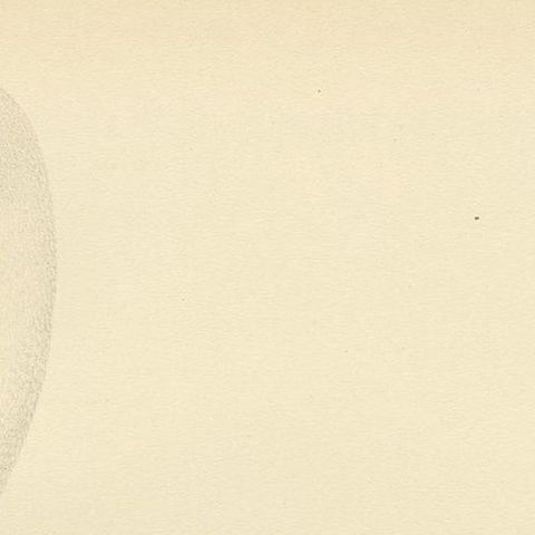 Cygnus Cygnus Antique Bird Print, Whooper Swan, Early 20th Century, close-up 1