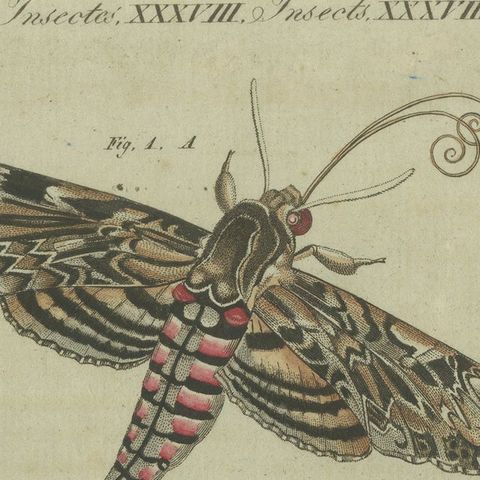 Moth Life Cycle: Handcolored Engraving from Bertuch's Encyclopedia, 1805, close-up 6
