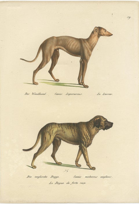 Antique Hand Colored Print of a Greyhound and English Greyhound Dog, 1824, view 2