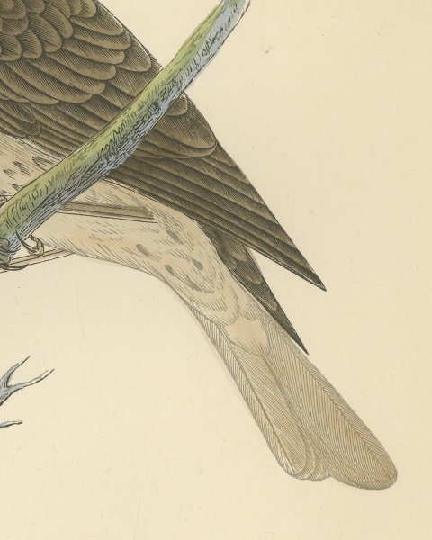 Redwing on a Green Branch, Hand Colored Bird Print, Morris, 1896, close-up 2