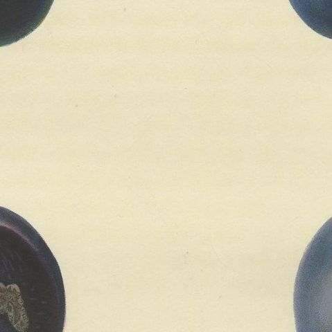 Antique Fruit Print of Mr. Knight's Seedling Plums, close-up 1