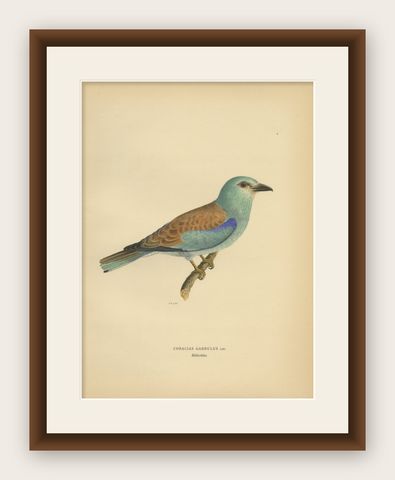 Antique Bird Print of the European Roller by Von Wright, 1927, shown framed