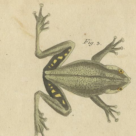 Five Frogs Including a Striped Frog, Antique Bertuch Print, Vienna, circa 1815, close-up 3