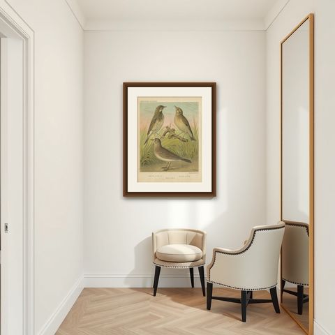 Antique Bird Print of the Tree Pipit, Skylark and Woodlark 'circa 1880', shown framed in a room