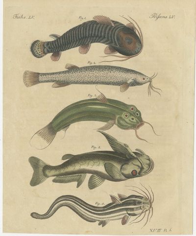 Five Catfish with Long Barbels, Antique Bertuch Print, circa 1815, view 2