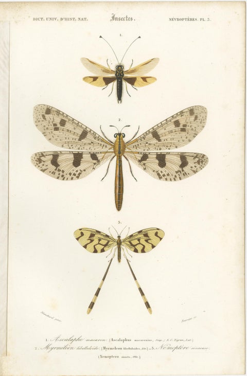Set of 7 Antique Prints of a Grasshopper and other Insects, view 8