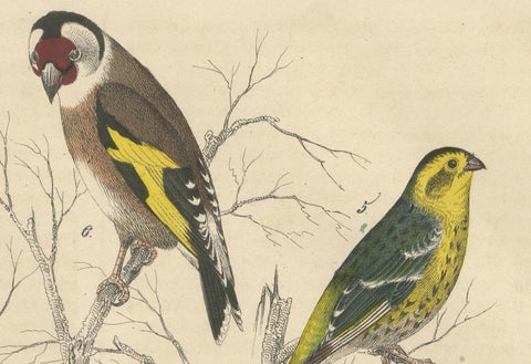 Finches and Sparrows: An 1849 Avian Assembly - A Hand-Coloured Lithograph, close-up 4