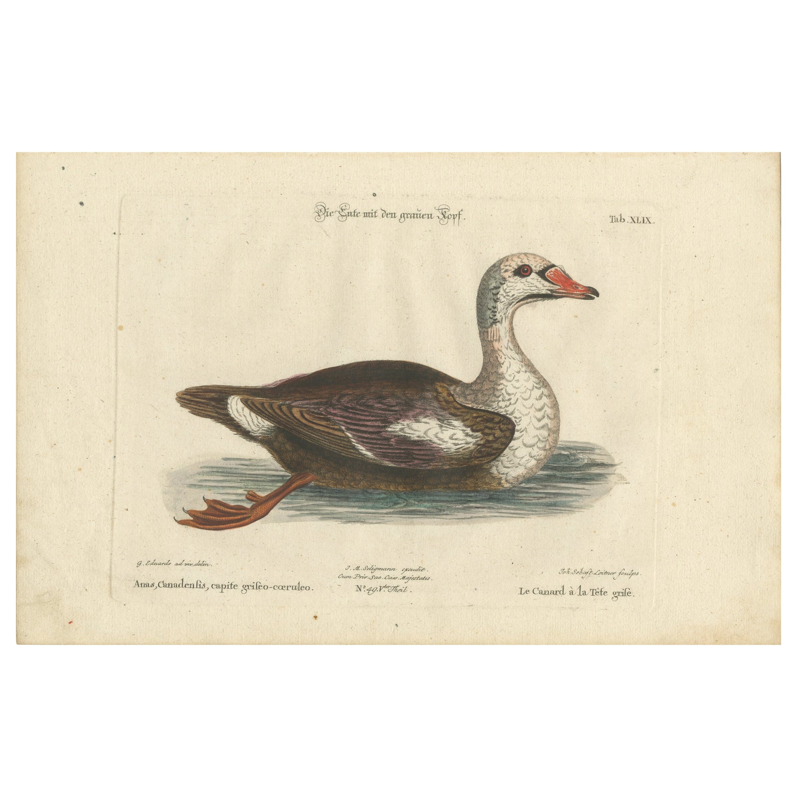 Hand-Colored Engraving of the Duck with a Grey Head by Johann Seligmann, ca.1770