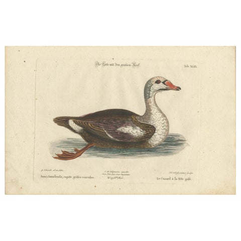 Hand-Colored Engraving of the Duck with a Grey Head by Johann Seligmann, ca.1770