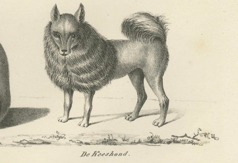 19th-Century Lithograph of Wild and Domestic Dogs, Including the Dingo and Spitz, close-up 2