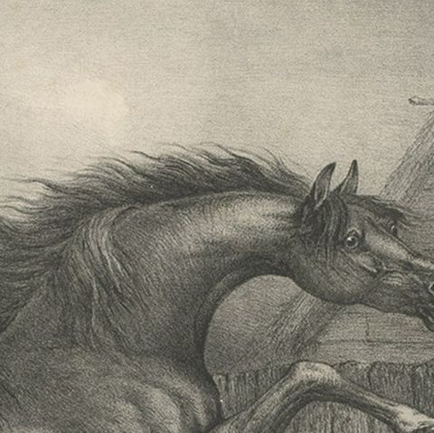 Original Antique Lithograph of a Horse Showing the Passion 'Love', 1827, close-up 2