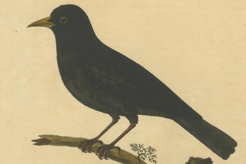Antique Hand-Colored Engraving of The Blackbird by Eleazar Albin, circa 1730, close-up 3