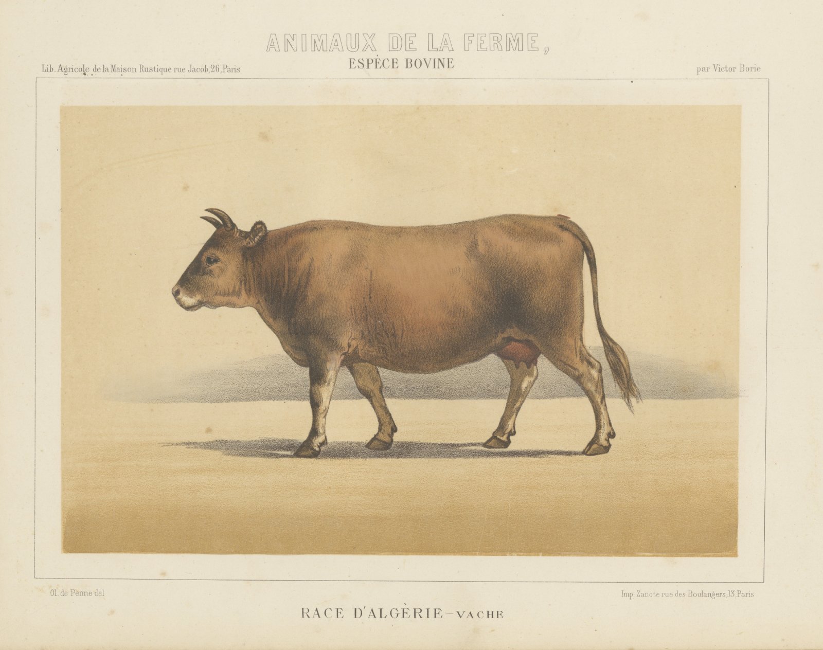 Algerian Cow, North African Cattle Chromolithograph by Olivier de Penne, 1863