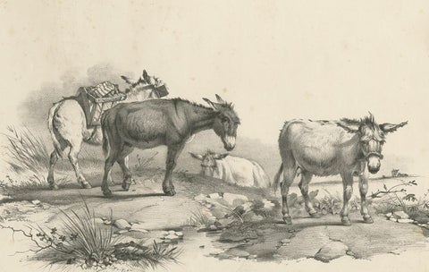 No. 10 Antique Print of Donkeys by Cooper, 1839, view 2