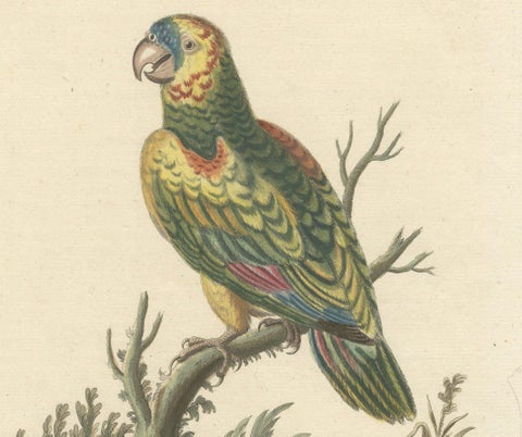 The Large Green Parrot of The West Indies Hand-Colored and Engraved, 1749, close-up 2