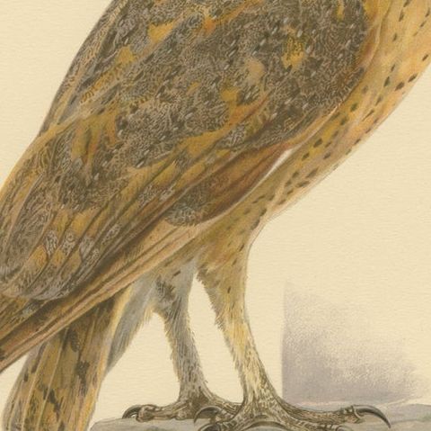 Original Hand-colored Barn Owl Lithograph by M. von Wright, 1927, close-up 6