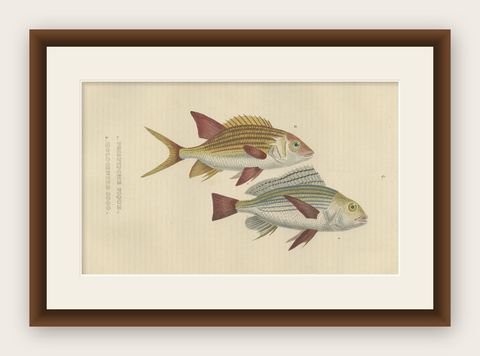 19th Century Sheepshead Seabream and Squirrelfish Antique Fish Print, 1845, shown framed
