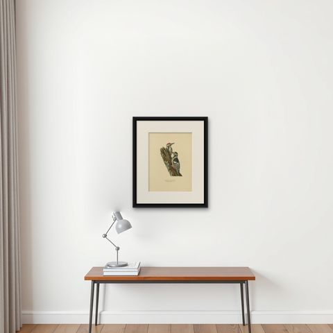 White-Backed Woodpecker Pair on Woodland Trunk, Swedish Bird Print, 1929, shown framed on a wall