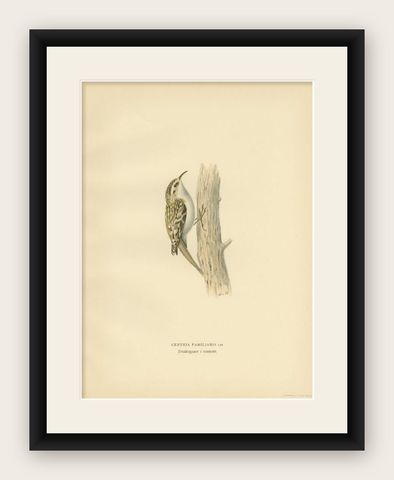 Antique Bird Print of the Eurasian Treecreeper, 1927, shown framed