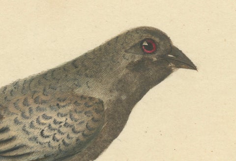 Old Original Engraving of the Female The Black-faced Bunting, 1794, close-up 1