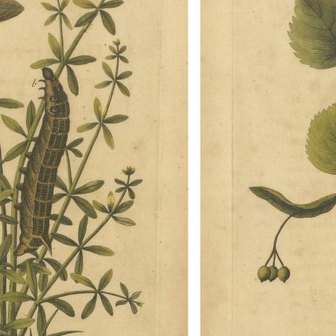English Hawk & Tiger Moths, Hummingbird Hawk, Garden Tiger, Albin 1720, close-up 1